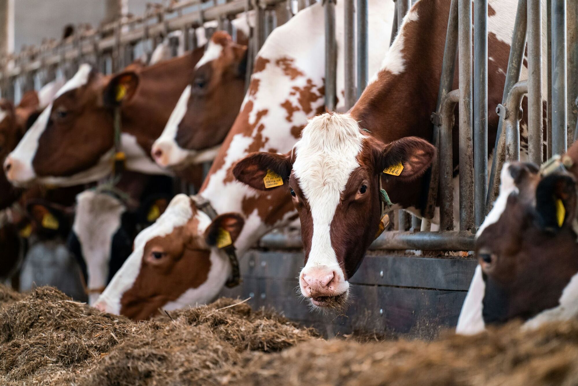 Biometano e agricoltura, potenzialità da sviluppare